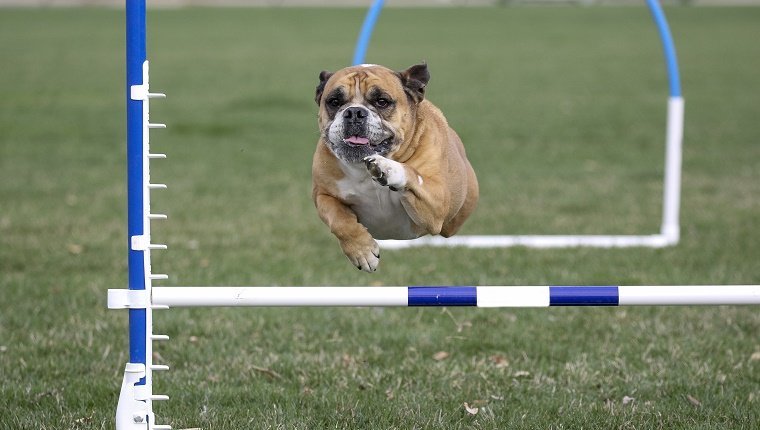 Bulldog doing agility in the park going over a jump