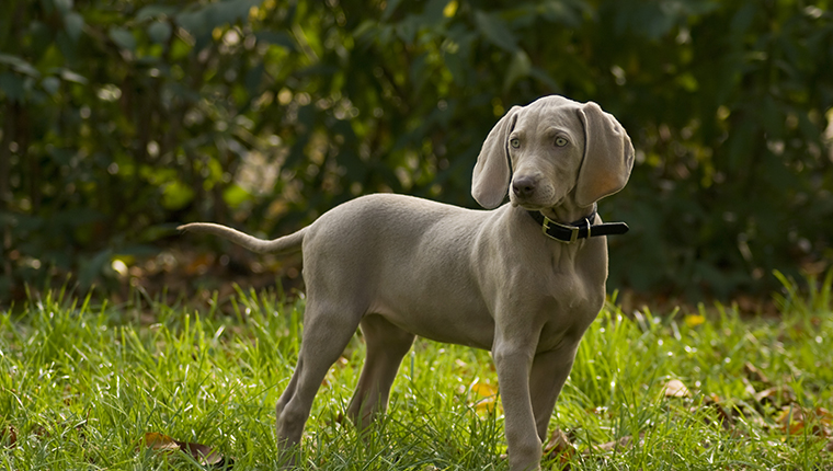 Portrait of weimar pet standing on grass.