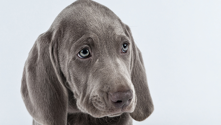 Sad but cute Weimaraner puppy face