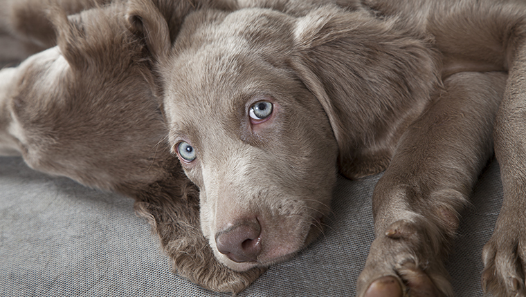 Three months old Weimaraner puppy looking at the camera with sleepy eyes.