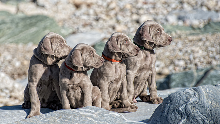 Four Weimaraner puppies outside sitting