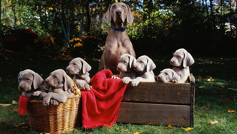 Weimaraner with Puppies