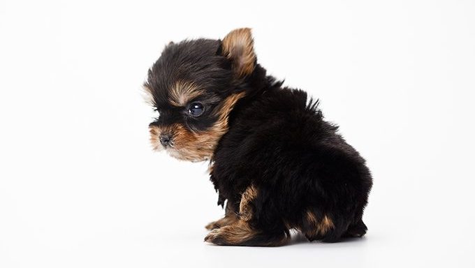 yorshire terrier puppy on white background