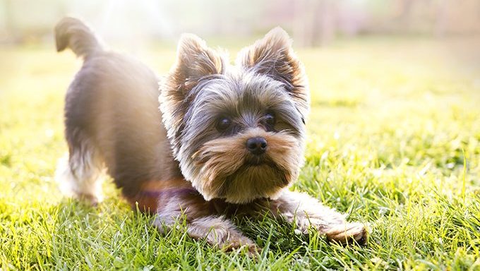 yorkie puppy on grass