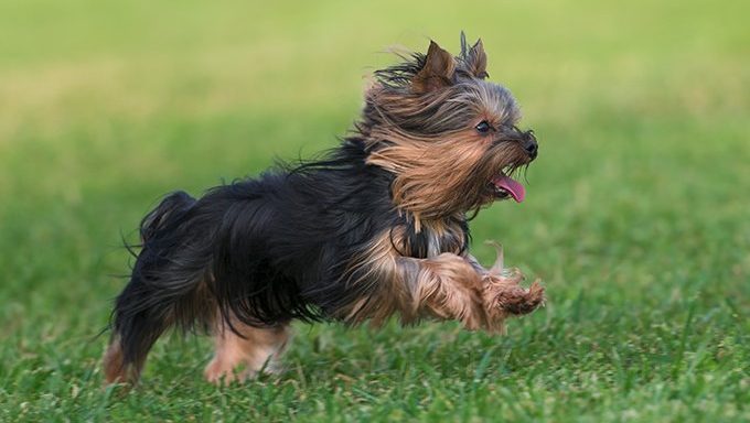 yorkie puppy running in grass