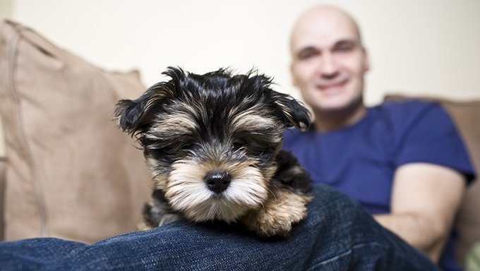 yorkie puppy lying on mans knee