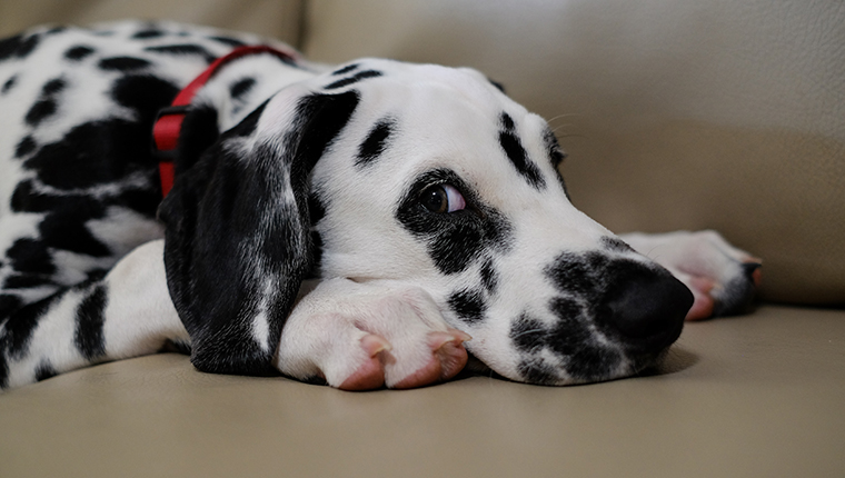 Puppy is looking at the camera sideways