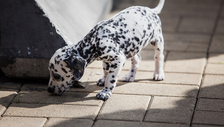 Dalmatian puppy. Portrait of dalmatian puppy
