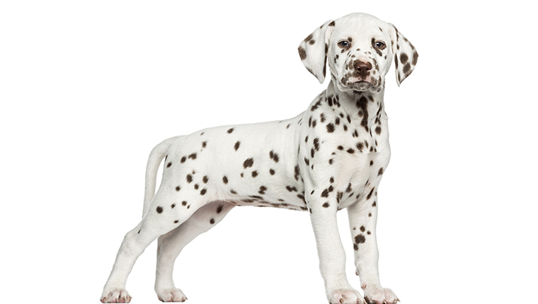 Side view of a Dalmatian puppy standing, looking at the camera, isolated on white