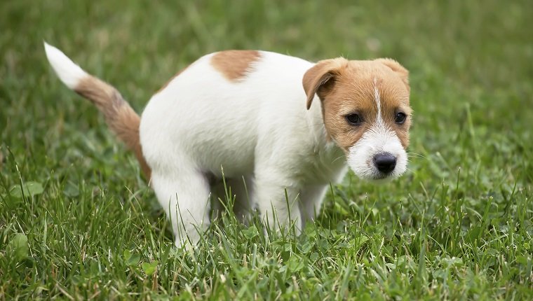 Cute jack russell pet dog puppy doing his toilet, pooping in the grass