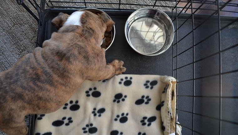 An English Bulldog puppy eats in his crate, shown from above.