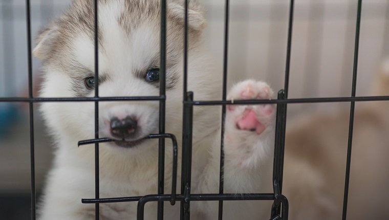 Cloe up of cute siberian puppy looking and try to escape from iron cage.