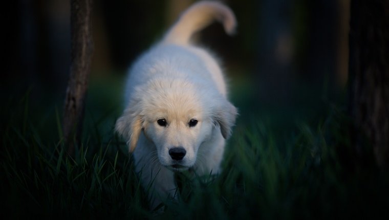 A Golden Retriever exiting the woods at sunset