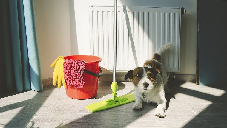 Cleaning Jack Russell Dog. Quarantine time. Cleaning up apartment