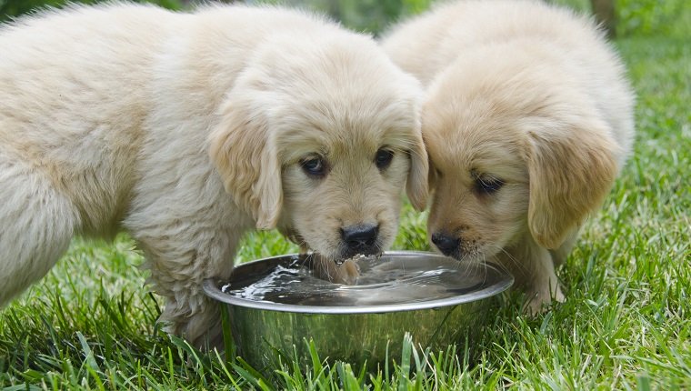 Two six week old Golden Retriever puppies share a water dish, with one of the puppies looking straight at the camera.