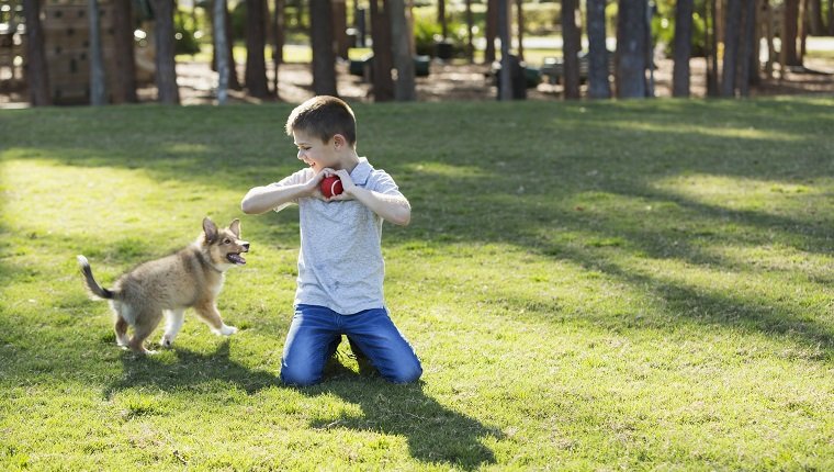 A 7 year old boy playing fetch with his sheltie puppy in the park. The child is holding a ball and is about to throw it for the dog to retrieve.