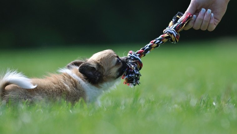 Chihuahua puppy play game with rope toy in woman hand on a green grass