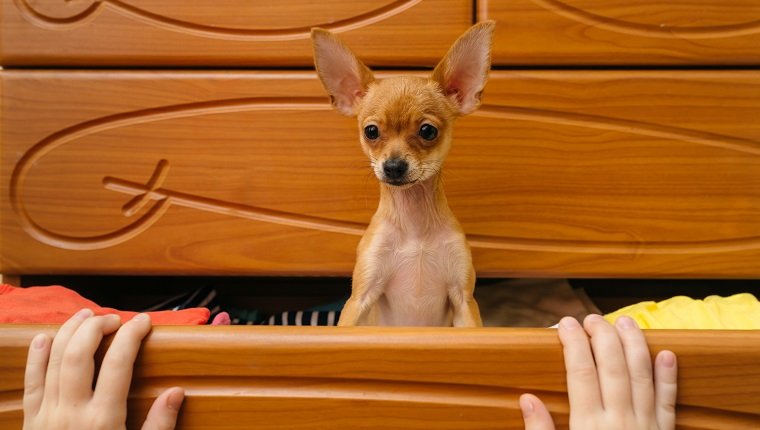 Toy Terrier who hid in the chest.
