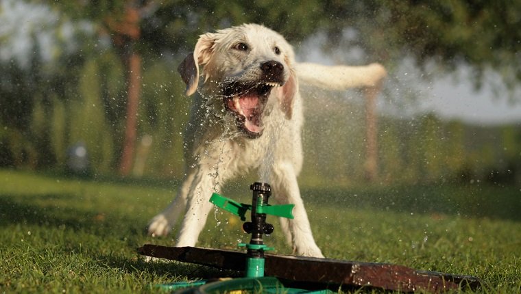 Young labrador retriever playing with water from sprinklers