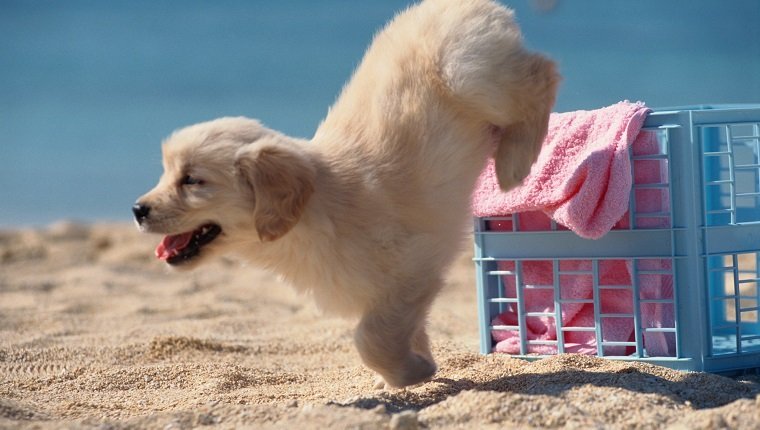 Puppy Jumps onto Beach