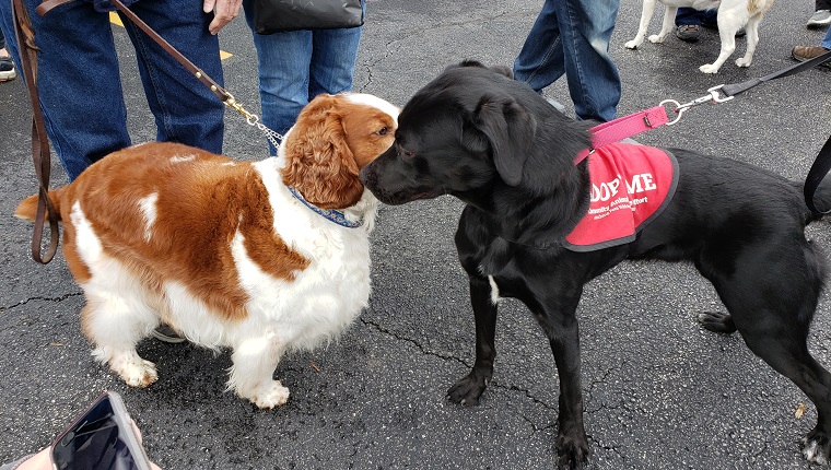 puppies socializing