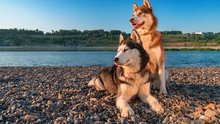 Two siberian husky dogs on the evening shore. Portrait pets on the summer beach background. Copy space.