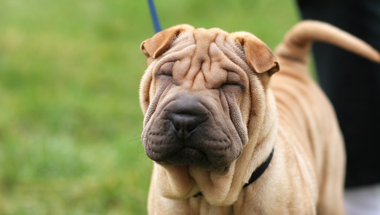 Shar pei puppy on nice green background