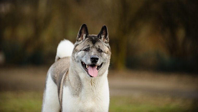 Close-Up Of Japanese Akita Panting While Standing On Field