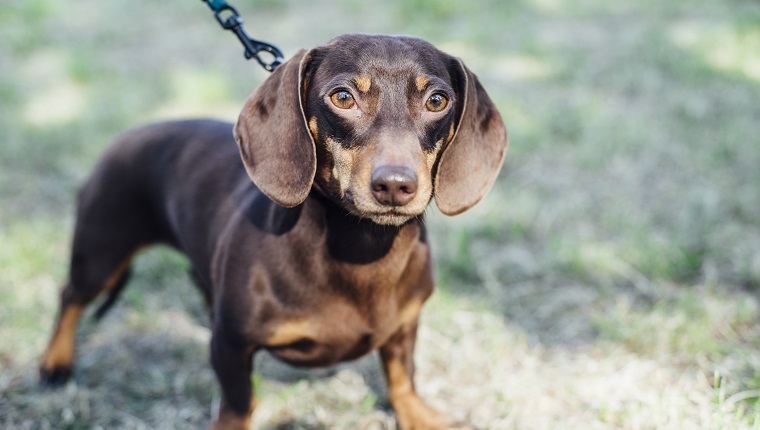 Dachshund dog on leash outdoors looking at camera