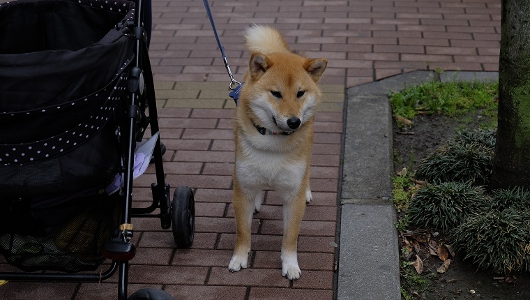 Shiba Inu Standing By Baby Stroller On Footpath