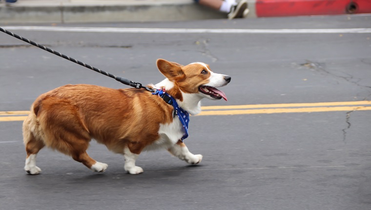 A Corgi dog with a red, white and blue scarf walks down a street in Ventura, California.
