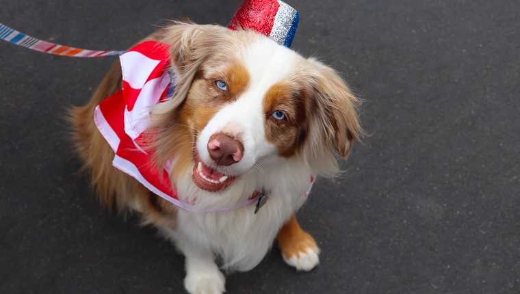 An Australian shepherd dog wears a red, white and blue costume for a Fourth of July parade.