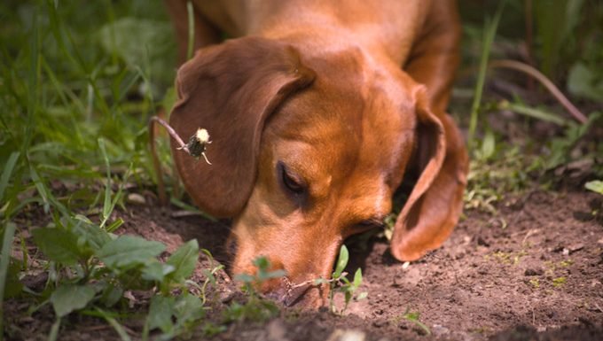 dog in garden