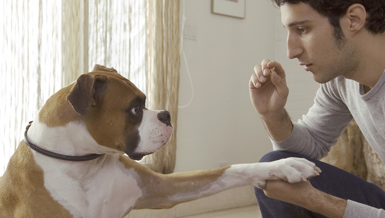 Dog putting paw on man?s hand