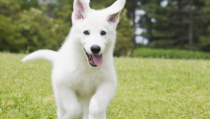 white german shepherd puppy