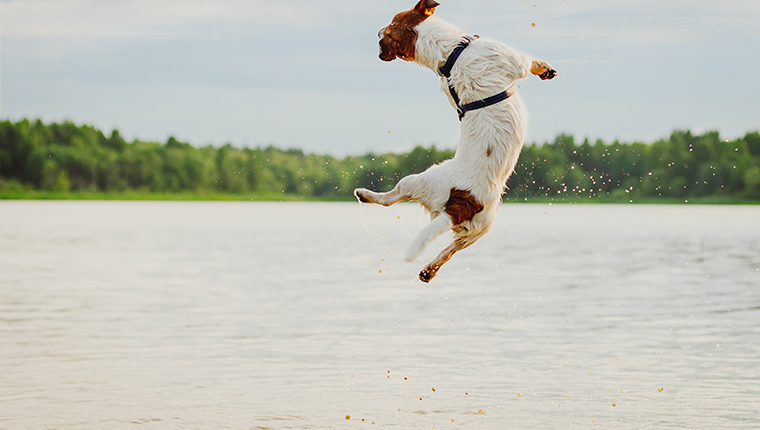 Jack Russell Terrier from back bouncing in water