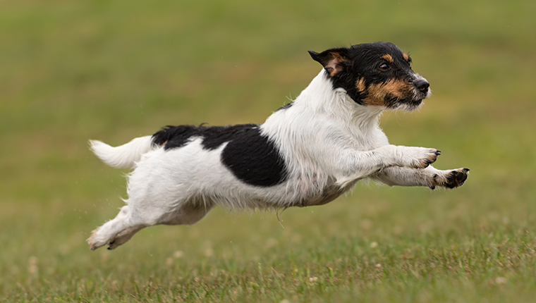 Cute small dog flies fast over a green meadow - Jack Russell Terrier