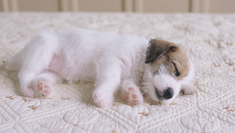 Jack Russell Puppy Sleeping on Bed