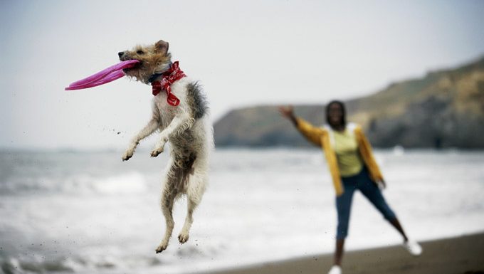 dog playing frisbee