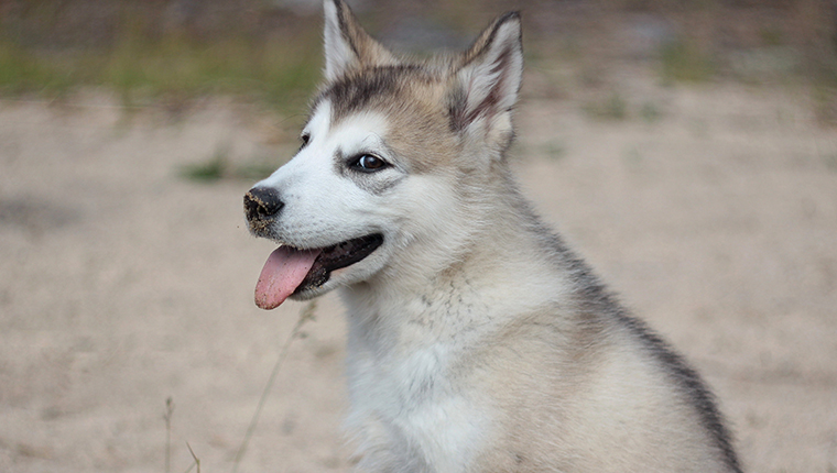 alaskan malamute puppy