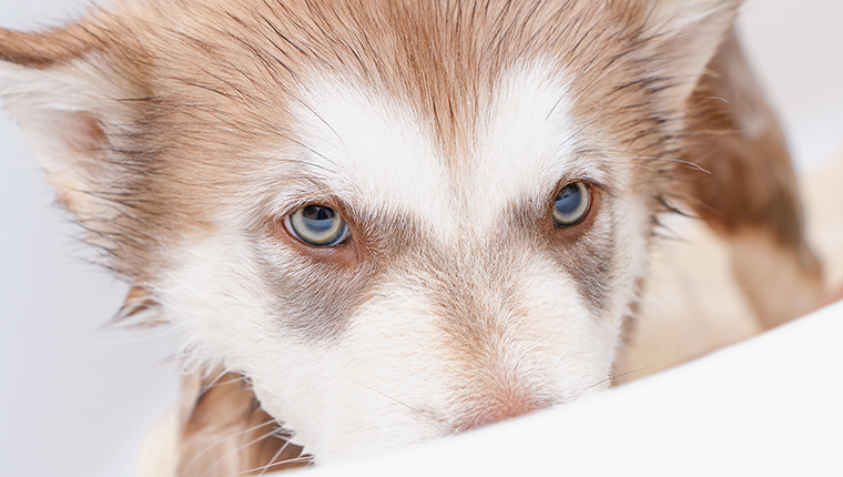 alaskan malamute puppy in the bath