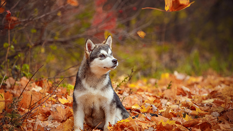 alaskan malamute puppy in fall