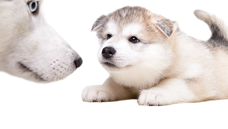 alaskan malamute puppy and mother