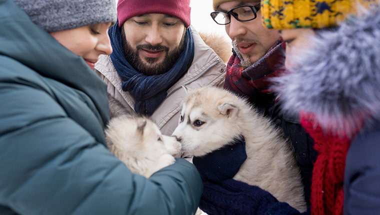 alaskan malamute puppies meeting with humans in winter
