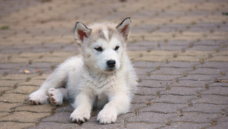 alaskan malamute puppy on cobblestone