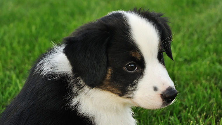 Australian Shepherd (Aussie) Puppy