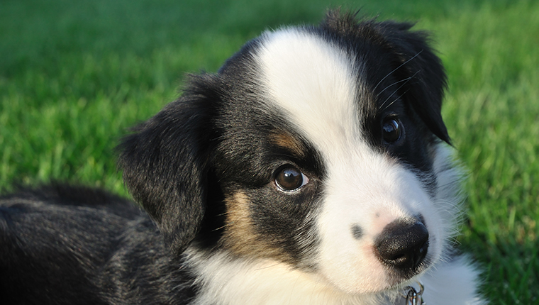 Tricolor Australian Shepherd (Aussie) Puppy Outside on Grass