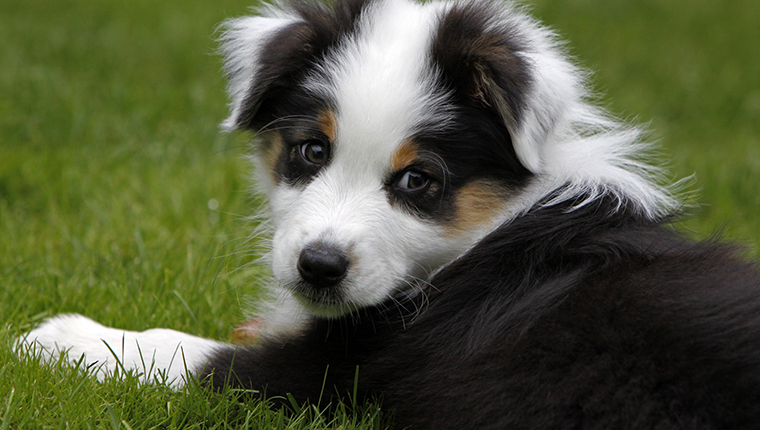 Australian Shepherd Puppy