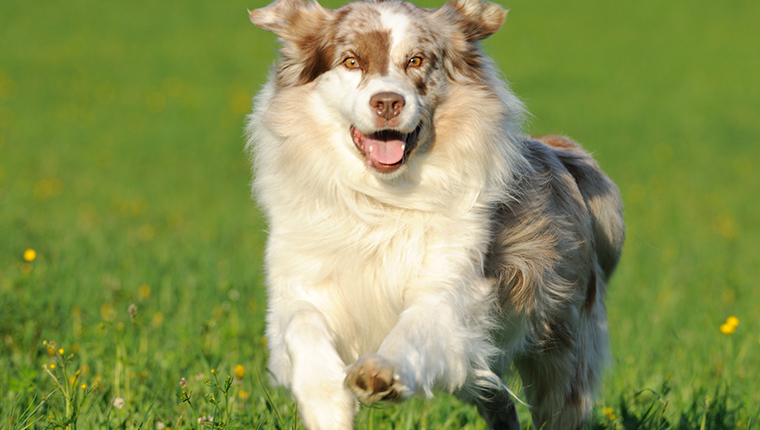 An Australian Shepherd running outside in the meadows. Nikon D3X. Converted from RAW.