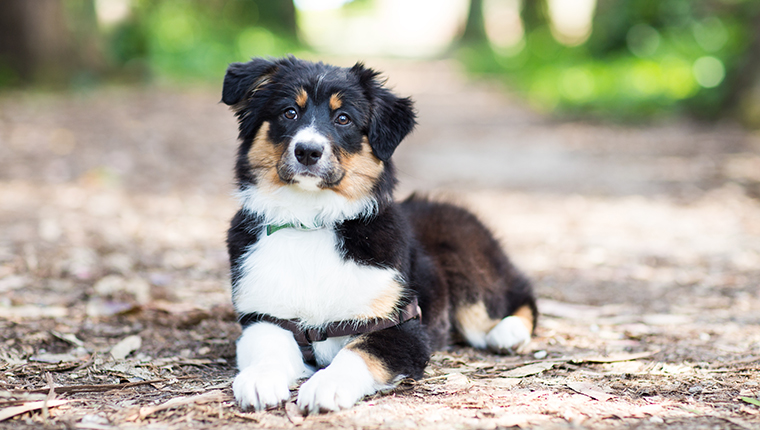 An Australian Shepherd puppy lays on a dirt path strewn with leaves outdoors and looks curiously at the camera.